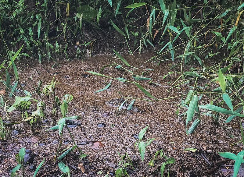 Caimanes en Costa Rica