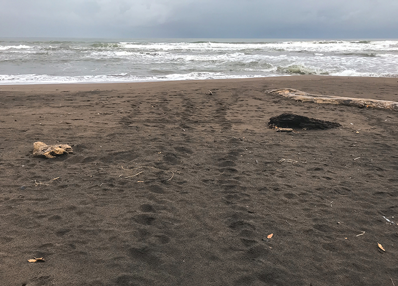 desove de tortugas en tortuguero