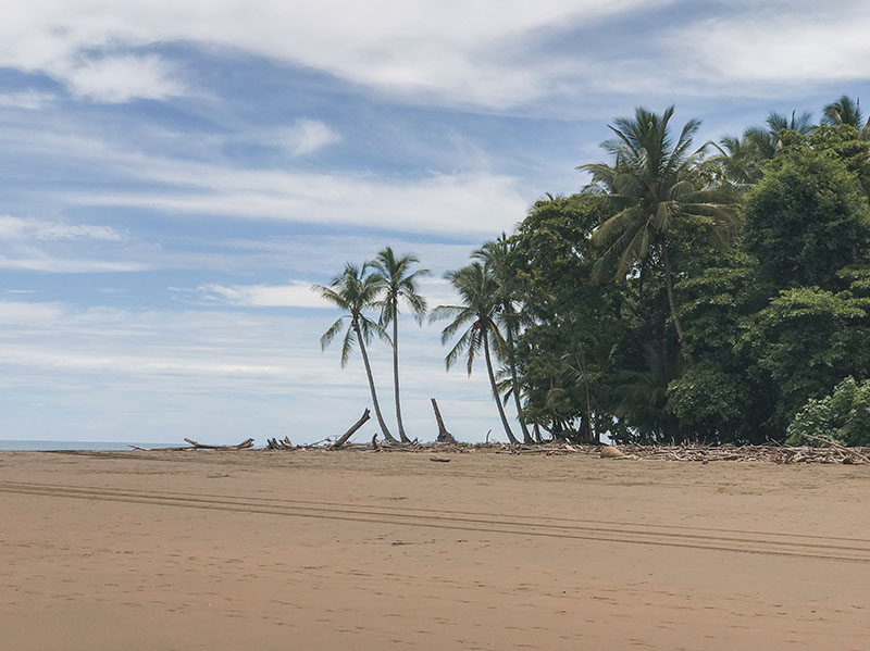 avistamiento de ballenas en uvita
