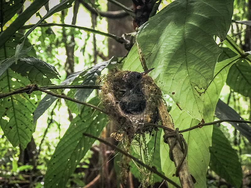 Nido de colibrí en el Parque Nacional Corcovado