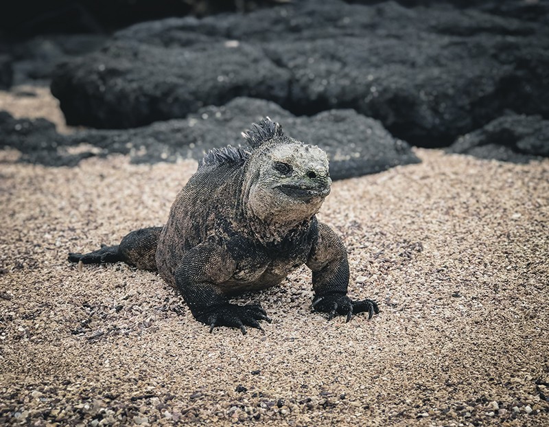 Sitios turísticos en isla Isabela, Galápagos