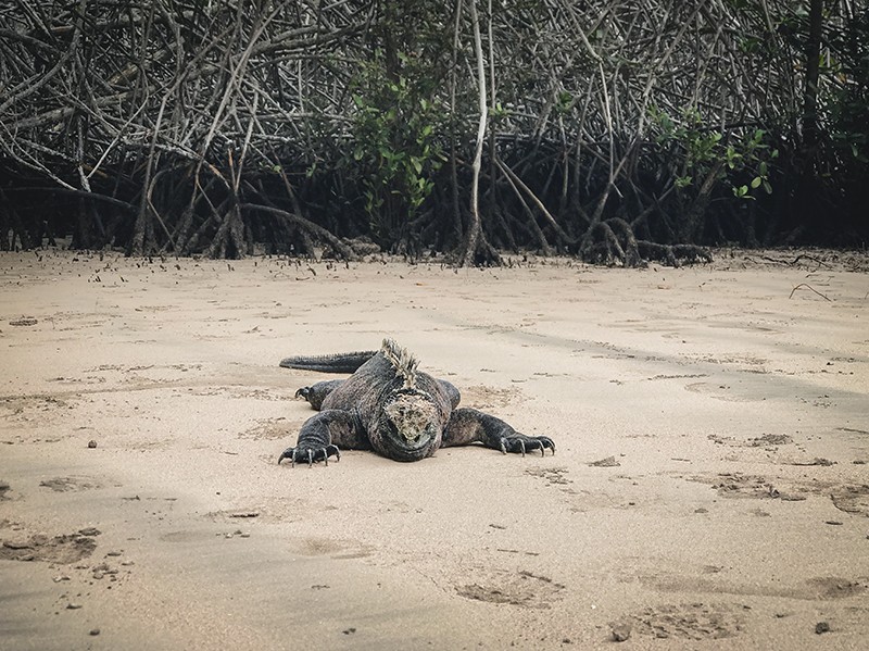 Lugares de interés en isla Isabela, Galápagos.