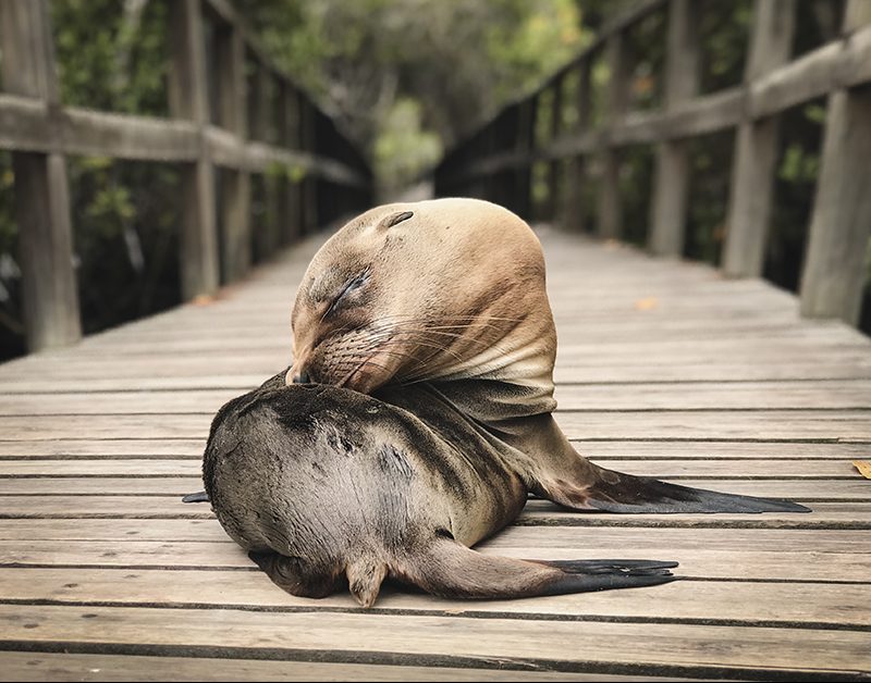 Que ver en isla Isabela, Galápagos