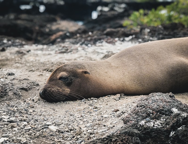 Que ver en isla Isabela, Ecuador