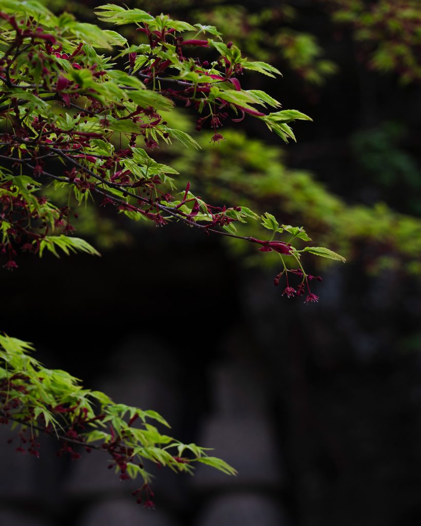 Naturaleza en Japón