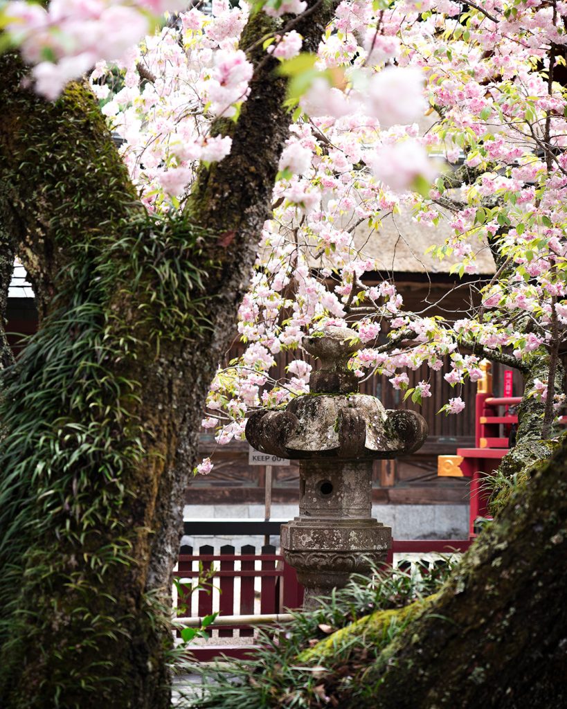sakura en Sendai