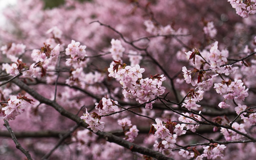 Cerezos en Maruyama Park