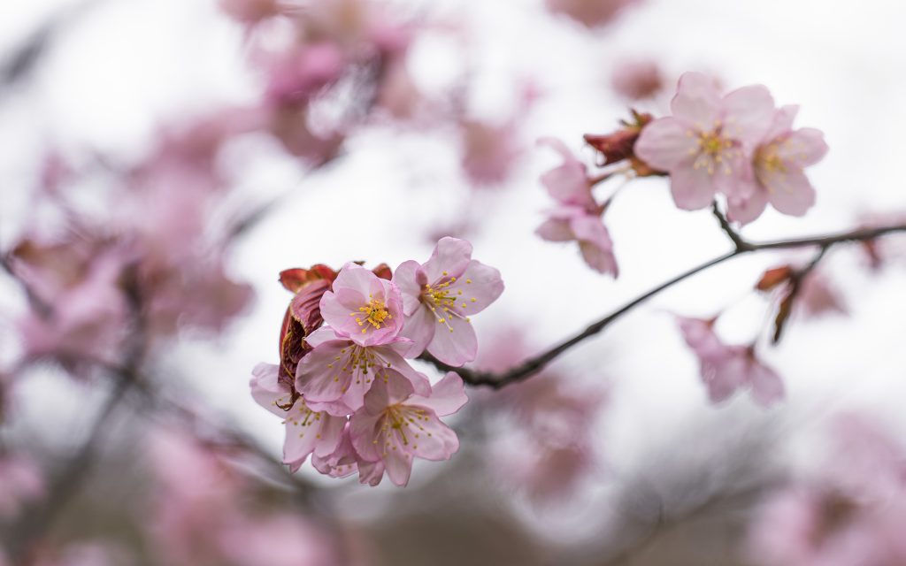 Floración de cerezos en Hokkaido