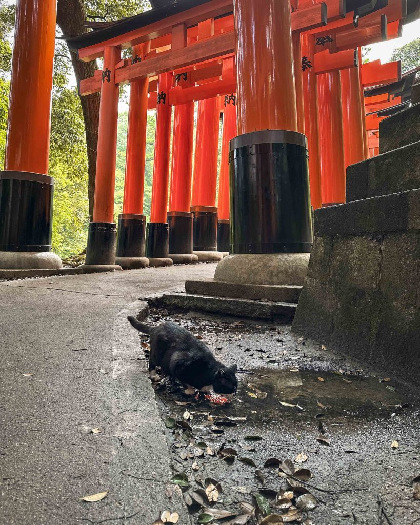 Gato en el santuario fushimi inari