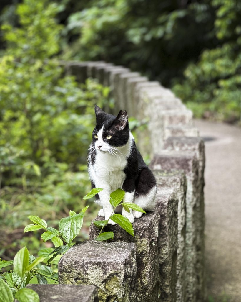Gatos en los templos de Japón