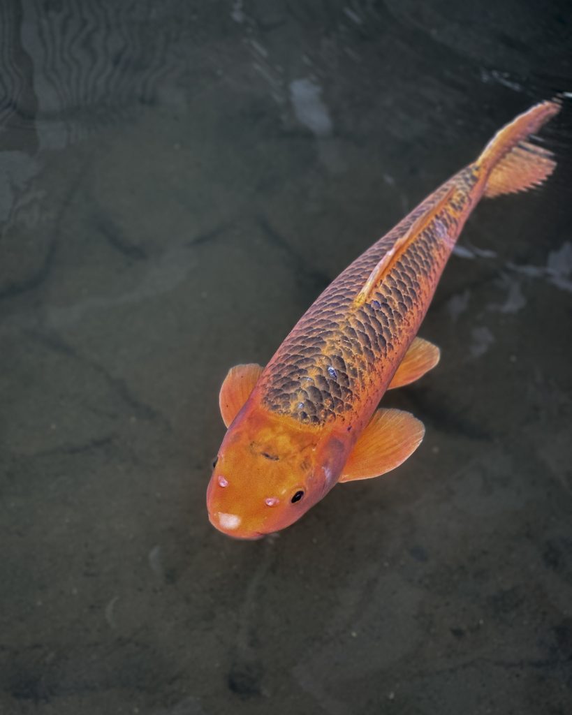Carpas en Hida-Furukawa