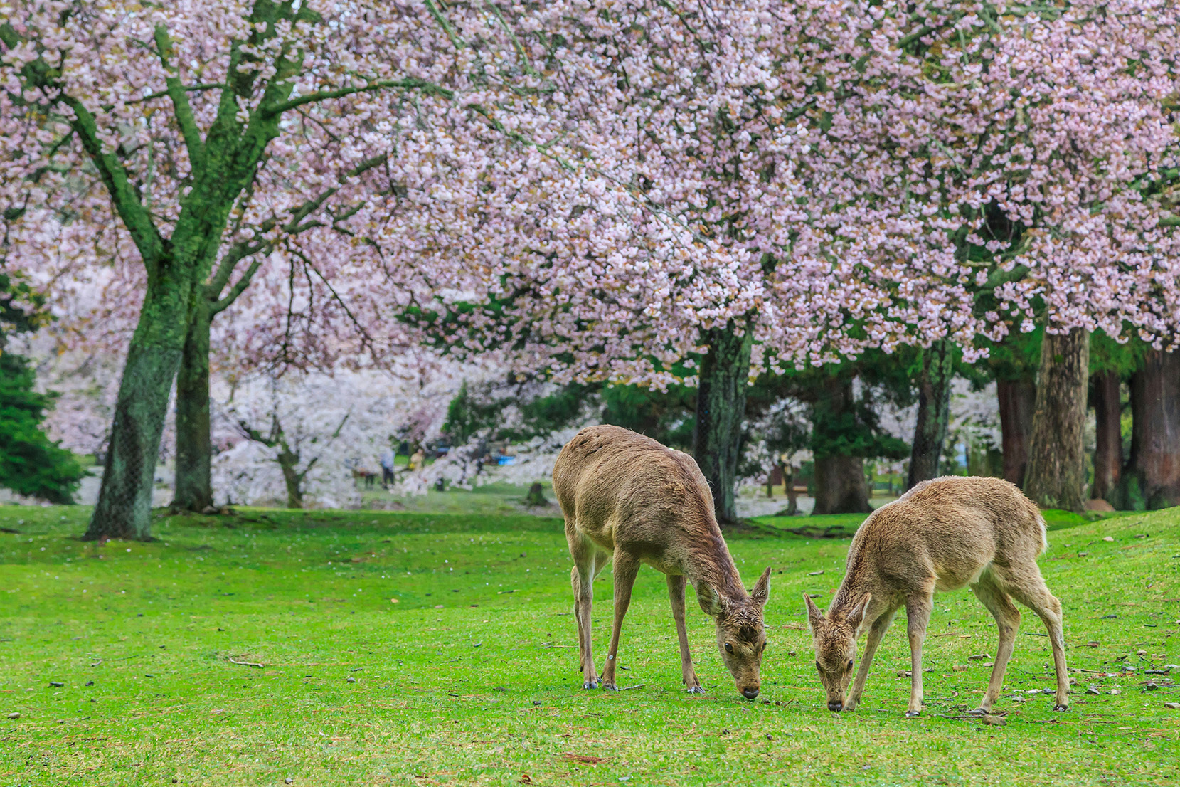 Excursiones desde Kioto