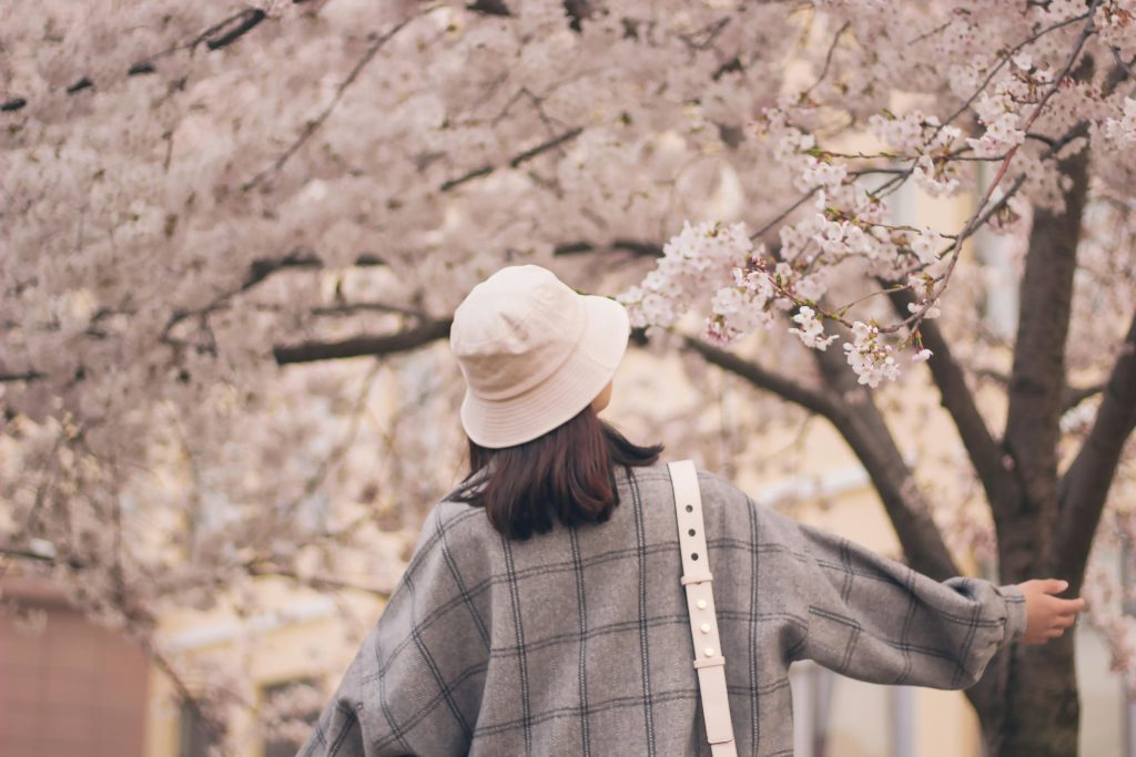 Es la primavera la mejor época para viajar a Japón?