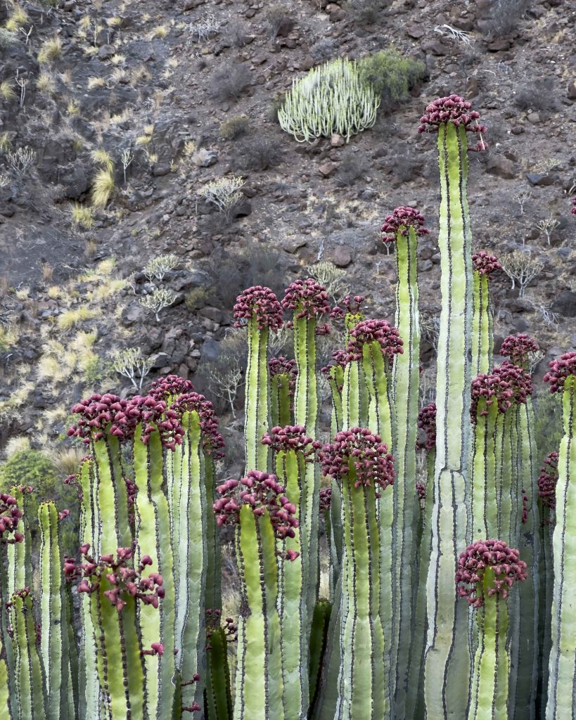 flora de gran canaria en playa guigui