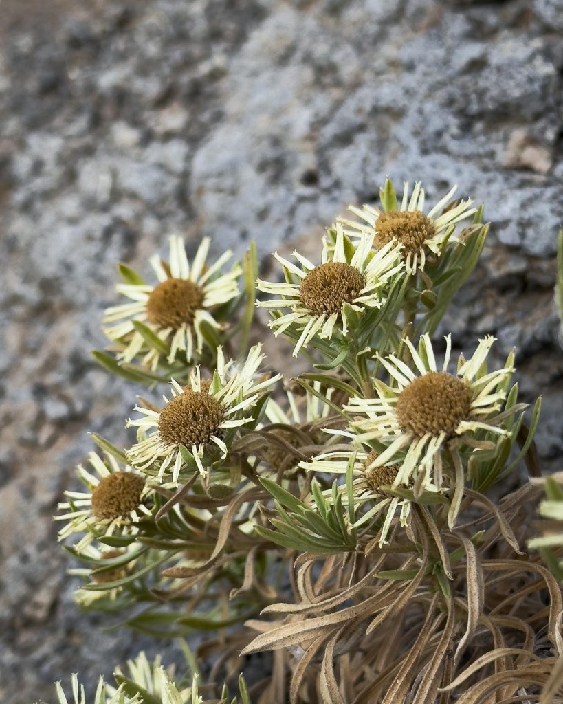 flora de Gran Canaria