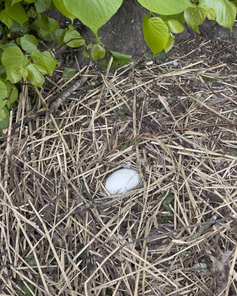 Huevos en el Minnewater park
