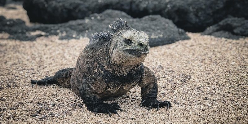 Iguana en isla Isabela Sitios turísticos en isla Isabela, Galápagos