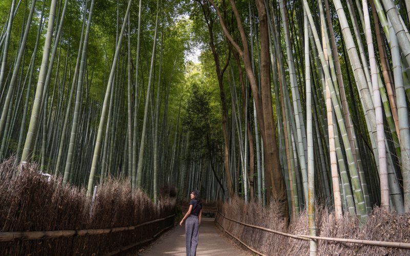 Bosque de bambú de Arashiyama Bosque de bambú en Kioto