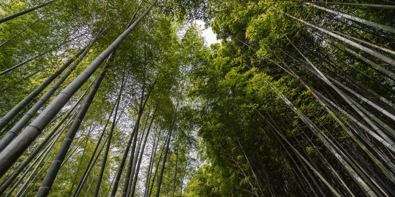 Bosque de bambú de Kioto Arashiyama