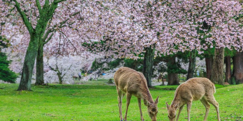 Excursiones desde Kioto