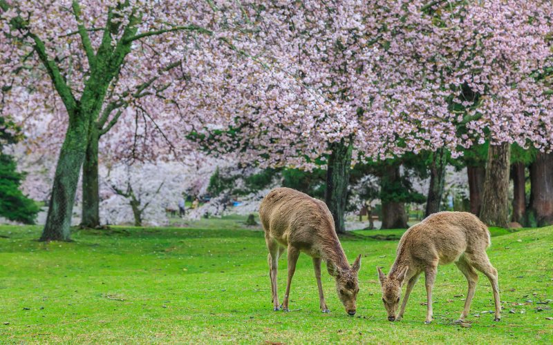 Excursiones desde Kioto
