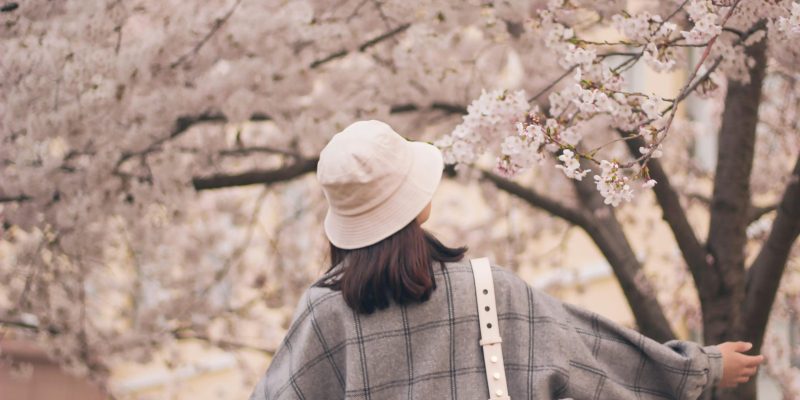 Es la primavera la mejor época para viajar a Japón?