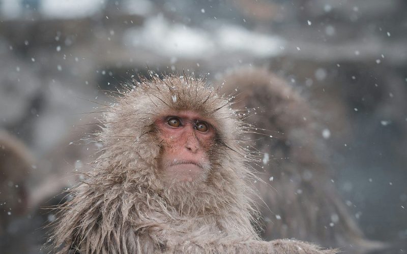 Shibu Onsen en invierno